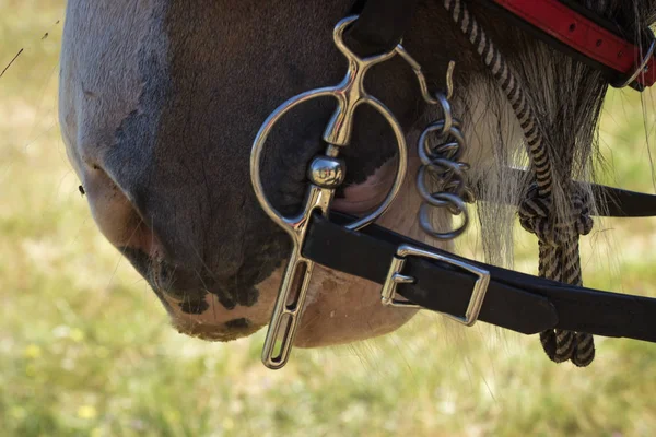 bir çalışma atı koşum, bit ve zincir