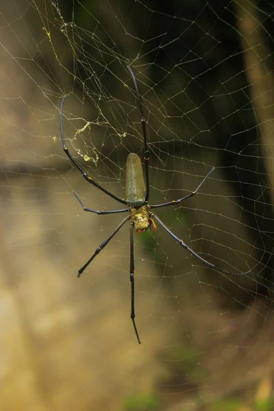 büyük örümcek web