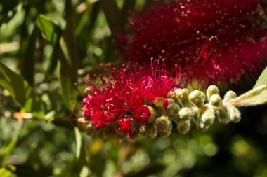 kırmızı çiçek açmaya başlayan