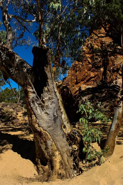 bükülmüş gövde ile Merkezi Avustralya eski ölen ağaç