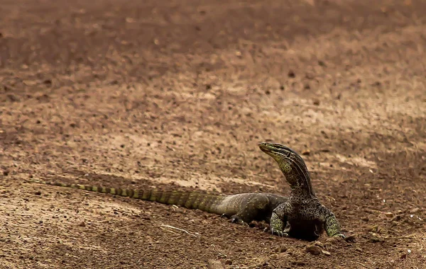 Australiensisk Goanna Typ Ödla — Stockfoto