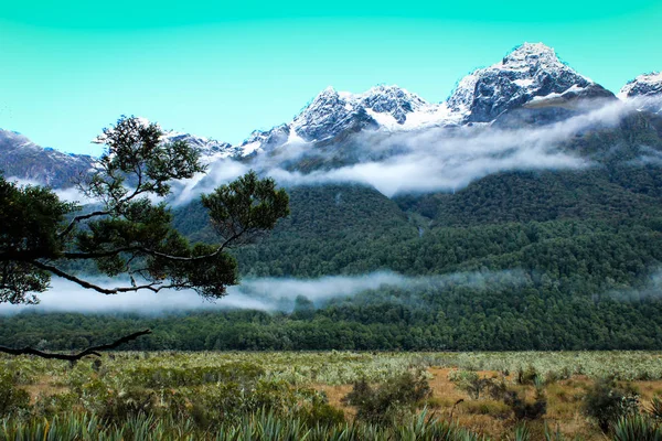 山巅雪 树和田野的前景 — 图库照片