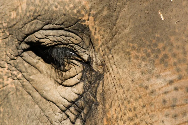 Tear Stains Elephants Face — Stock Photo, Image