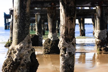 İskele destekleyen dikmesi üzerinde büyüyen kıskaç