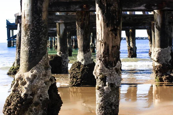 İskele destekleyen dikmesi üzerinde büyüyen kıskaç