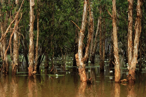 Beyaz su lilly sular altında tropik orman