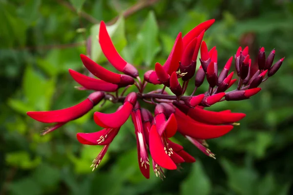 Belle Fleur Rouge Corail Erythrina Image En Vente