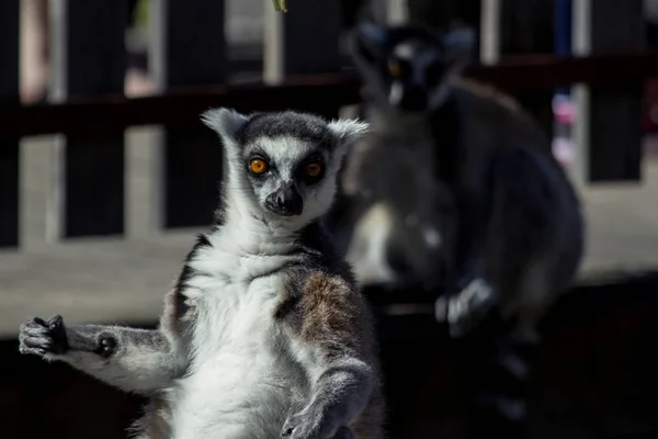 Petit Singe Lémurien Regardant Directement Les Camers — Photo