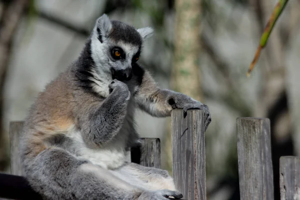 Kleine Lemur Grooming Zich Een Hek — Stockfoto