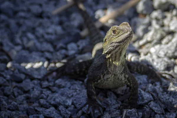 kayaların üzerinde küçük bir Avustralya kertenkele
