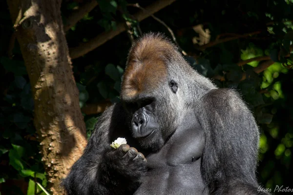 Gorille Des Basses Terres Regardant Pomme Main — Photo