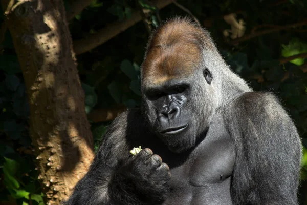 Alimentation Des Gorilles Des Basses Terres Occidentales — Photo