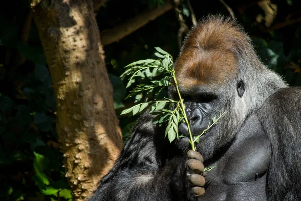 Gorille Argenté Regardant Une Feuille — Photo