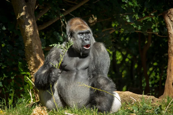 Grand Gorille Argenté Assis — Photo