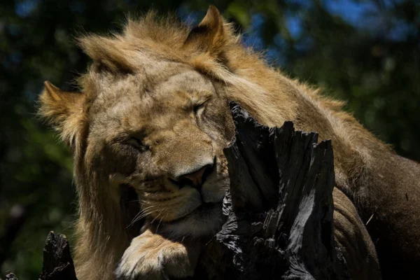 Ein Löwe Schläft Mit Dem Kopf Auf Dem Bauern Schwarz — Stockfoto