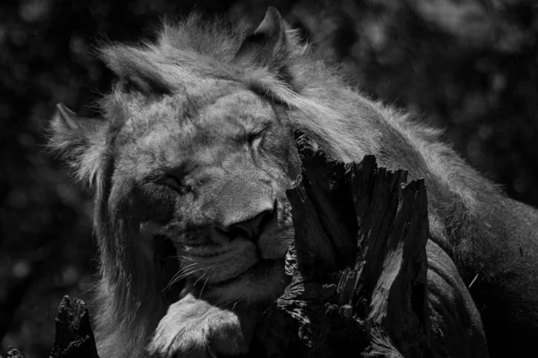 Lion Sleeping Head Pawn Black White — Stock Photo, Image