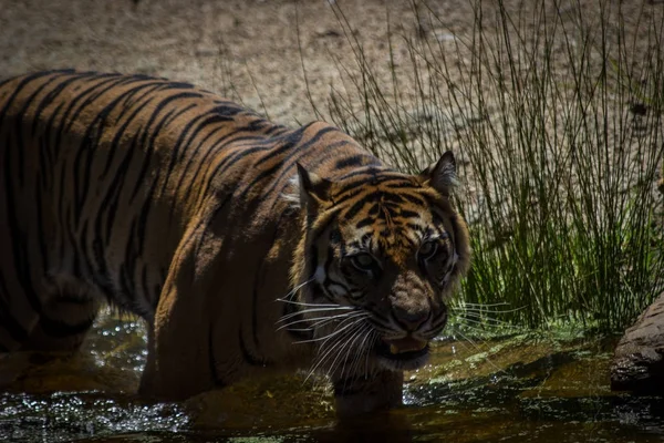 Tigre Solitario Sumartran Entrando Agua —  Fotos de Stock