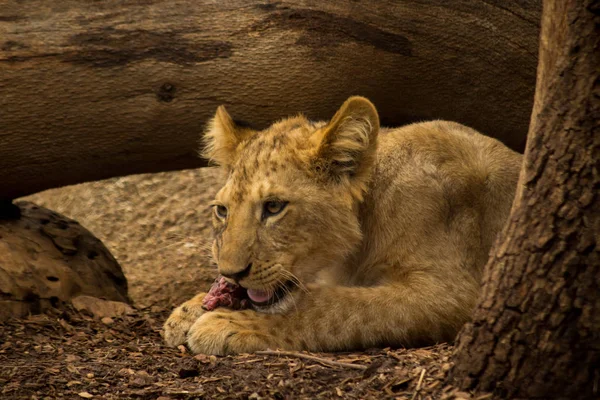 Ein Junges Löwenjunges Das Auf Fleisch Kaut — Stockfoto