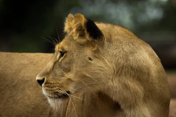 Yound Lioness Head Shot Only — Stock Photo, Image