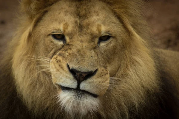 Löwenmännchen Mit Schiefem Lächeln — Stockfoto