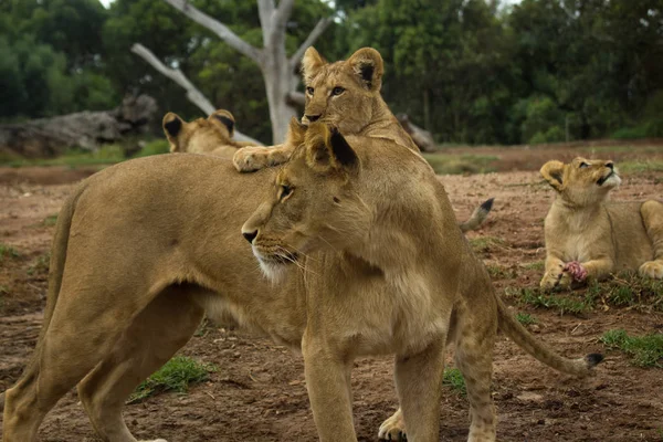 Löwenmutter Mit Jungtier Blickt Über Ihren Rücken — Stockfoto