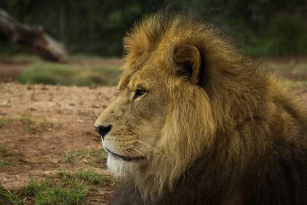 Löwenmännchen Hautnah Gesicht — Stockfoto