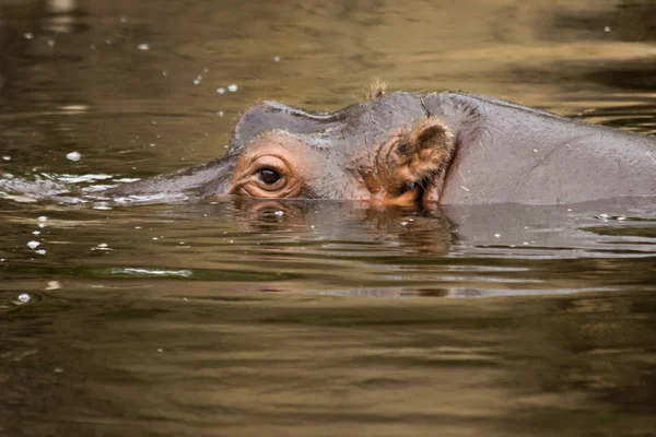 Nilpferd Mit Ohren Nase Und Augen Über Dem Wasserspiegel — Stockfoto