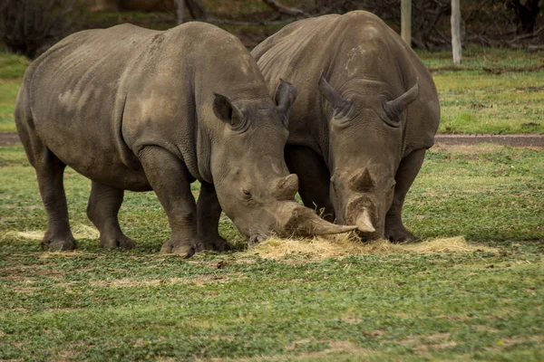 iki yetişkin gergedan birlikte besleme