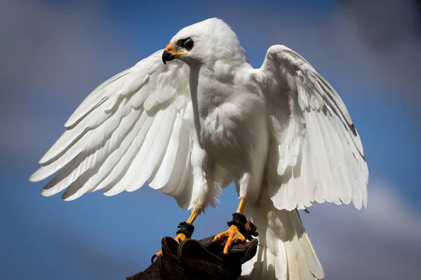 a white goshawk bird with wings open