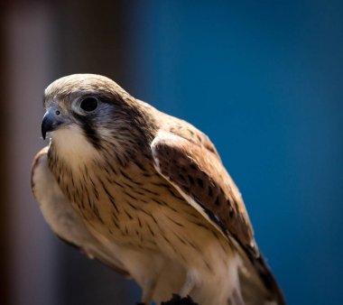 Nankin Kestral uçmak için bekliyor