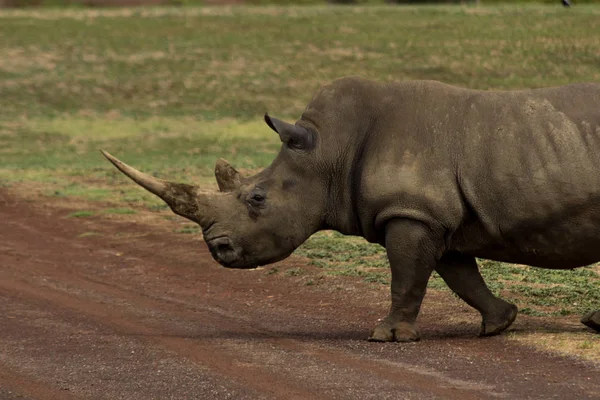 Een Grote Neushoorn Kruising Weg — Stockfoto