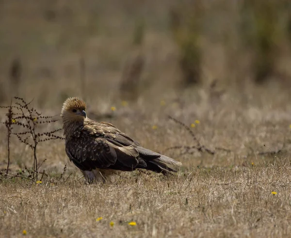 kuru ot bir genç raptor ayakta