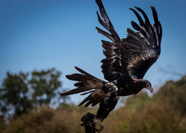 genç bir Avustralya Wedgetail kartal uçuş