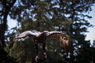 bir Avustralya Wedgetail Kartal Uçmaya hazırlanıyor
