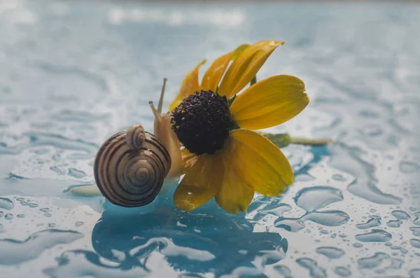 Snail on a flower — Stock Photo, Image