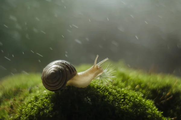 Snail in a mossy glade — Stock Photo, Image