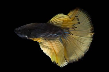 Lüks daha iyi balık, Siyam Siyam Balığı veya Betta splendens (Blu