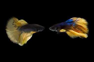 Zarif daha iyi balık, Siyam Siyam Balığı veya Betta splendens (Bl