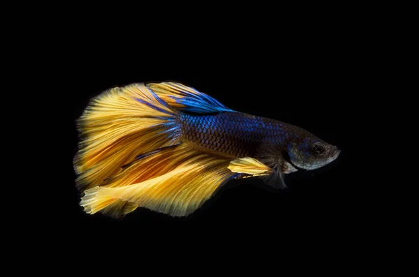 Beautiful Betta fish, Siamese fighting fish or Betta splendens ( Stock Picture