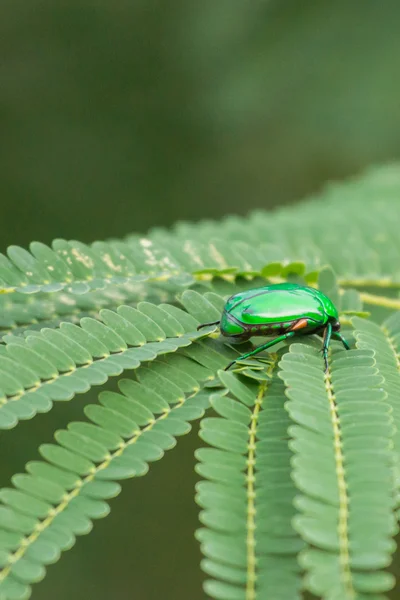 Indian Jewel beetle or Ponvandu. — Φωτογραφία Αρχείου