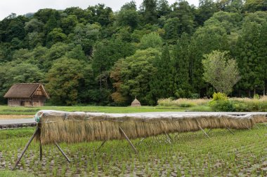 Pirinç çeltik üzerinde kurumaya asmak takip ediyor..