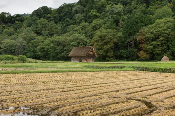 Коровник и рисовая поляна, где собирали рисовые стебли . — стоковое фото