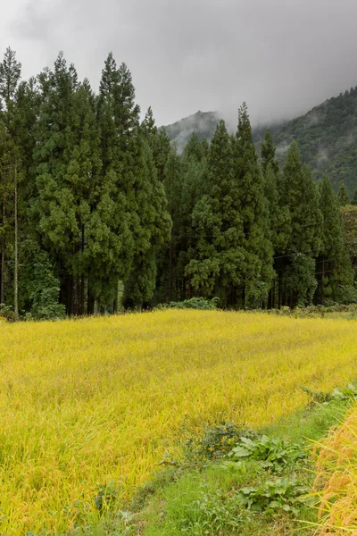 Rice field borders forest in Shirakawago. — Stock Photo, Image