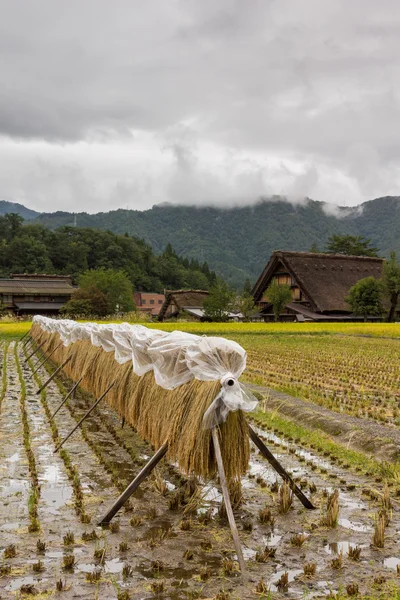 Linea di essiccazione di steli di riso su risaia . — Foto Stock