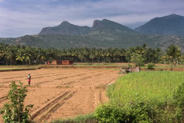 Karattupatti Tamil Nadu yakınındaki kırsal manzara.