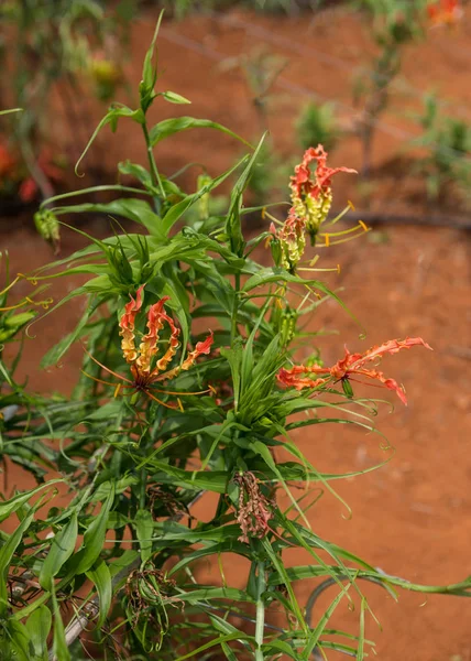 Κοντινά πλάνα του φαρμακευτικού φυτού που ονομάζεται νύχι Tiger. — Φωτογραφία Αρχείου