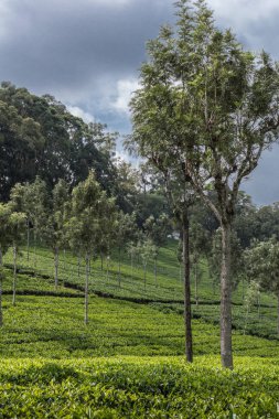 Çay plantasyon yamacında ağaçlarda.