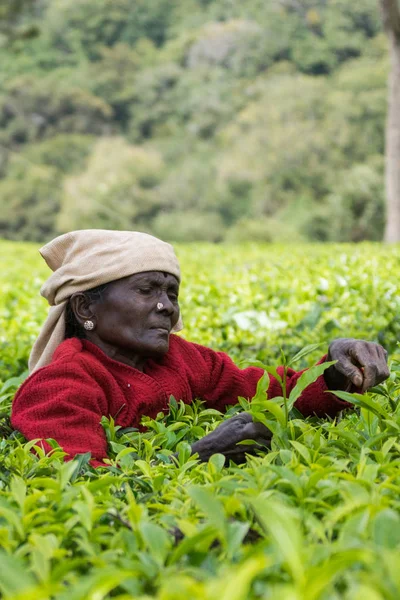 Señora de cara negra corta recoge hojas de té . —  Fotos de Stock