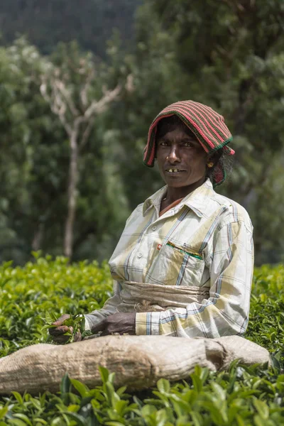 Mujer con camisa recoge hojas de té . —  Fotos de Stock