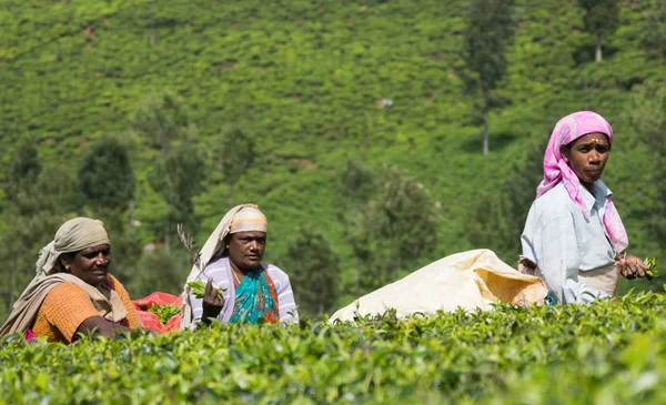 Tres mujeres recogen hojas de té . —  Fotos de Stock